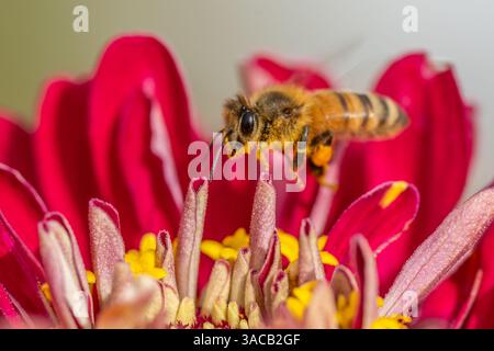 Honeybee (Apis mellifera) with pollen baskets taking flight from flower in summer garden Stock Photo