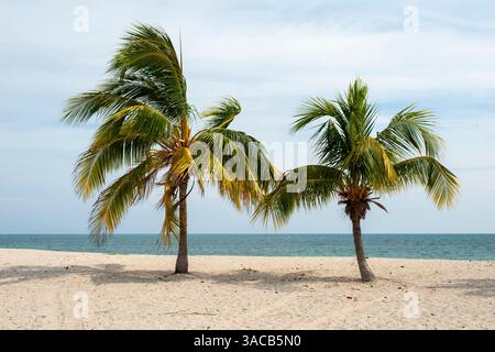 Ancon beach, Cuba. Two palm trees on the shoreline of Ancon beach, Cuba. Stock Photo