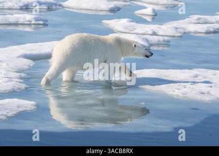 Norway, Svalbard. Polar bear male on ice floe. ©Don Grall / Jaynes Gallery / DanitaDelimont.com Stock Photo