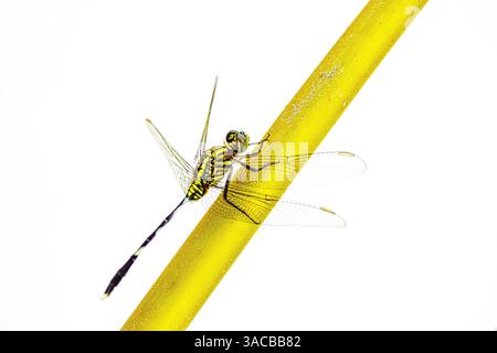 Dragon fly insect on a yellow stem. Stock Photo