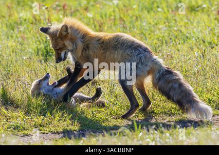 Red fox vixen playing with one of her kits, Washington State Stock Photo