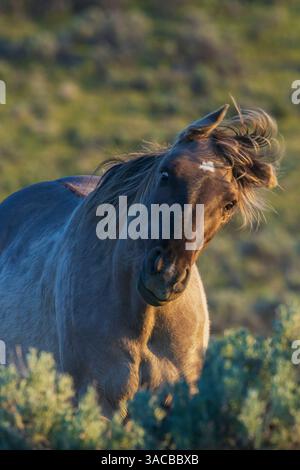 Wild mustang stallion sharing a funny face Stock Photo