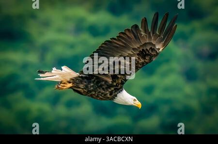 Katmai National Park, Alaska. Portrait of bald eagle scanning the river for fish during the fall salmon run. Stock Photo