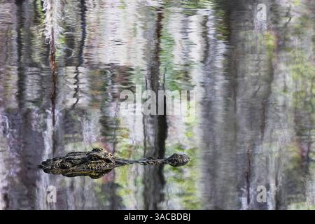 American alligator and Cypress trees reflecting on Blue Cypress Lake, Florida. Stock Photo