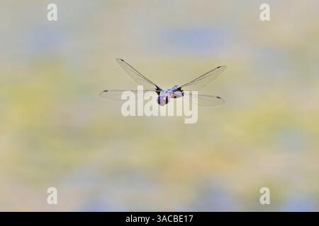 Great blue skimmer dragonfly in flight, Kentucky Stock Photo