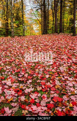 USA, Vermont, Morrisville. Red maple (Acer rubrum) leaves as a carpet on the ground Stock Photo