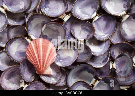 USA, Washington State, Seabeck. Close-up of scallop and clam shells. ©Don Paulson / Jaynes Gallery / DanitaDelimont.com Stock Photo