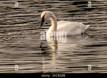 White trumpeter swan, Juanita Bay Park, Washington State, Usa. Kirkland. Stock Photo
