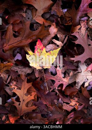 Vibrant autumn leaves scattered on the forest floor showcasing a lone yellow maple leaf among numerous brown ones Stock Photo