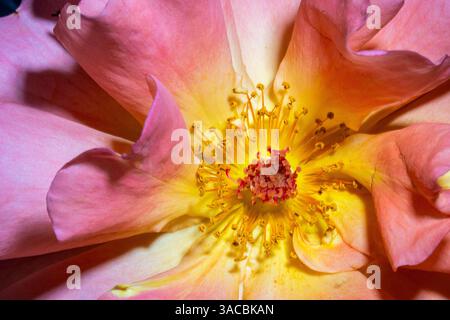 Orange, pink, yellow rose Stock Photo
