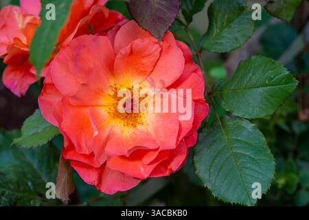 Orange, pink, yellow rose Stock Photo