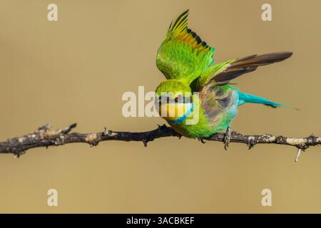 Swallow-tailed bee-eater taking flight in southern Africa Stock Photo