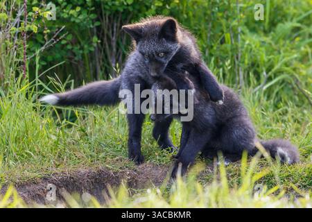Black phase red fox kits playing near den entrance, Washington State, USA Stock Photo