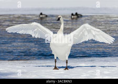 Trumpeter swan, winter time wing stretch Stock Photo