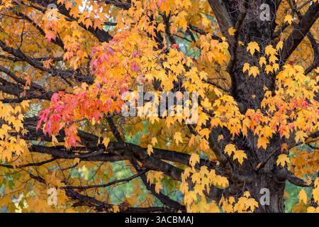 Red and yellow leaves on a fall maple tree, Kentucky Stock Photo