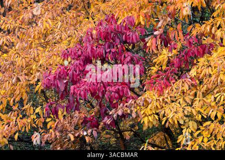 Red and yellow leaves on a fall maple tree, Kentucky Stock Photo