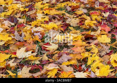 Expansive view of yellow and red autumn leaves on the ground, Kentucky Stock Photo