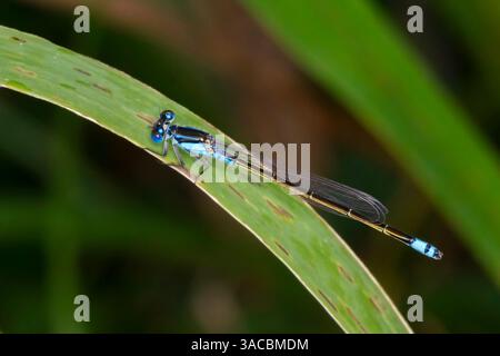 Common Bluetail damselfly - Ischnura heterosticta - perched on grass blade, Atherton, Queensland, Australia Stock Photo