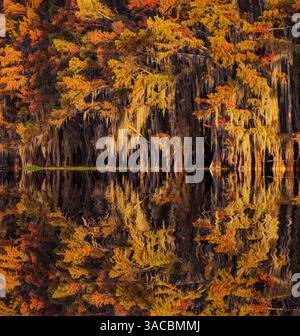 Yellow autumn trees reflecting in a calm river water surface. Symmetry ...