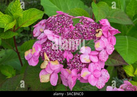 Hydrangea macrophylla 'Twist N Shout' - Big Leaf Hydrangea in summer. Stock Photo