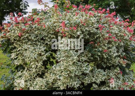 Acer campestre 'Carnival' - Hedge Maple tree in summer. Stock Photo