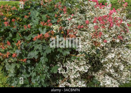 Acer campestre 'Carnival' - Hedge Maple tree in summer. Stock Photo