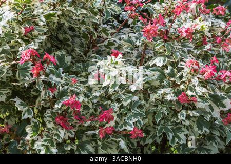 Acer campestre 'Carnival' - Hedge Maple tree in summer. Stock Photo