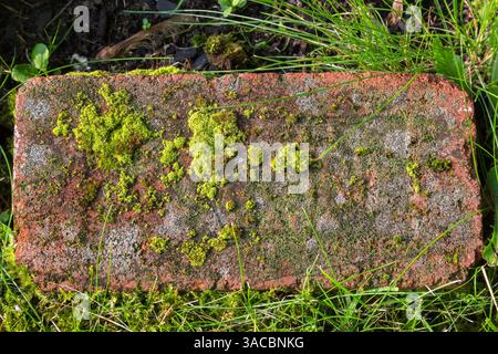Bryophyta - Green Moss and Lichen growth on surface of red brick paver embedded in grass lawn in summer. Stock Photo