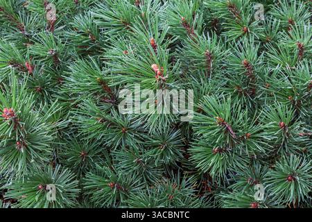 Close-up of Pinus mugo - Mountain Pine shrub leaves in summer. Stock Photo