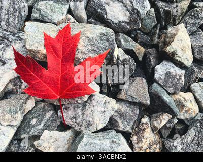 Close up view of a vibrant red maple leaf on grey rocks Stock Photo