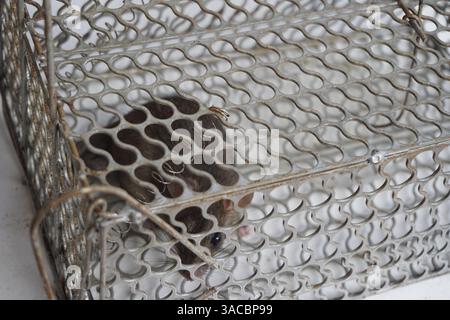 rat caught in a mouse trap Stock Photo