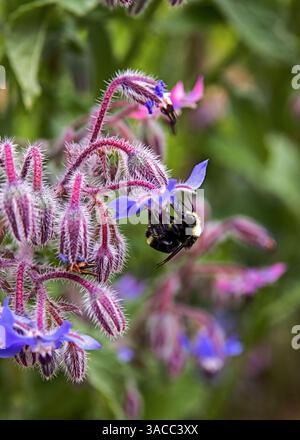 bee on a borage plant in the summer garden Stock Photo