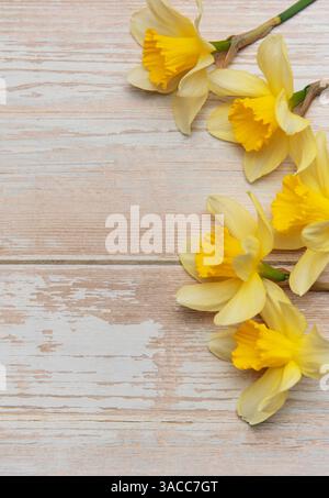 Daffodils arranged on a white wooden background creating a spring border with copy space Stock Photo