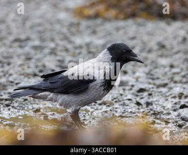 Hooded crow [ Corvus cornix ] on the seashore at low tide on the Isle of Mull, Scotland Stock Photo