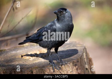 A close up portrait of a jackdaw, Coloeus monedula, as it stands on a tree stump looking back. There is space for text copy around it Stock Photo