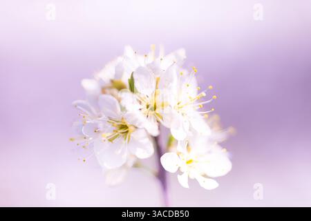 Close up of vibrant flowers in spring with beautiful colors and a blurred background Stock Photo