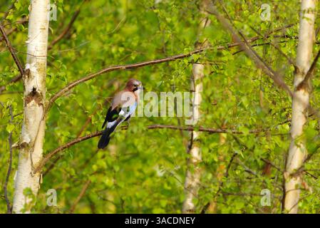 Eurasian jay (Garrulus glandarius) sitting in the birch tree in spring. Stock Photo