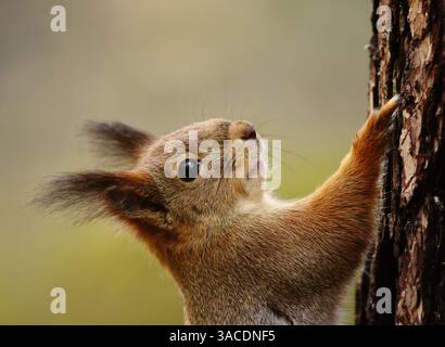 Red squirrel (Sciurus vulgaris) closeup climbing on a tree in spring. Stock Photo