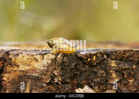 Succinea putris small air-breathing land snail in the family succineidae, the amber snails on a tree stump in spring. Stock Photo