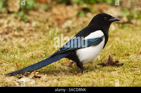 The Eurasian Magpie or Common Magpie (Pica pica) on the ground in spring Stock Photo