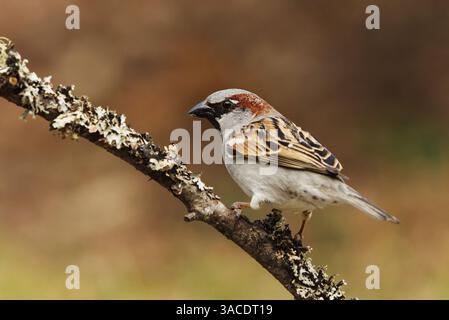 House sparrow (Passer domesticus) male sitting on a branch in the garden in spring. Stock Photo