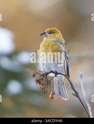 Pine grosbeak (Pinicola enucleator) female feeding on rowan berries in winter. Stock Photo
