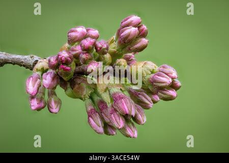 Cherry Blossom Buds Close-Up, Clean Background Stock Photo
