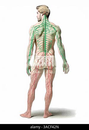 Human nervous system diagram. Rear view Isolated on white background. Anatomy image. Stock Photo