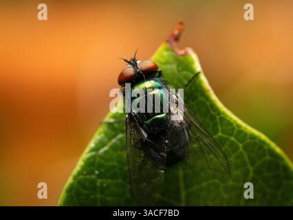 This stunning macro shot beautifully captures the vibrant details of a fly as it rests on a green leaf Stock Photo