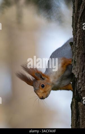 Eurasian red squirrel Sciurus vulgaris close up portrait. Beautiful background. Stock Photo