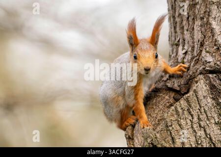 Wild Red Squirrel (Sciurus vulgaris) Perched on a Tree Branch in Its Natural Habitat. Stock Photo