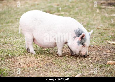 Small spotted pig foraging on a grassy farm field in daylight Stock Photo