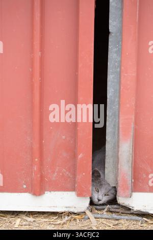 Gray cat peeking through a narrow gap in a red barn door Stock Photo