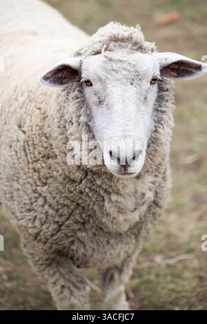 Woolly sheep standing in a grassy pasture looking directly at camera Stock Photo
